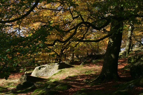 Autumn woods